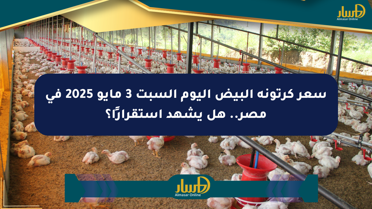 سعر كرتونة البيض اليوم السبت 3 مايو 2025 في مصر.. هل يشهد استقرارًا؟